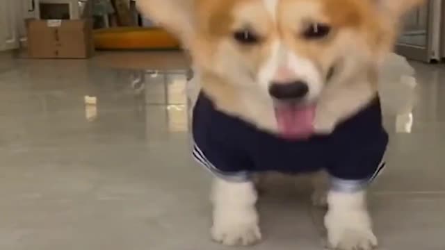 Smart dog in a funny dress enjoys the game | Funny dog | Animals and pets