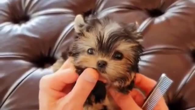 Smallest Dog - Part 17