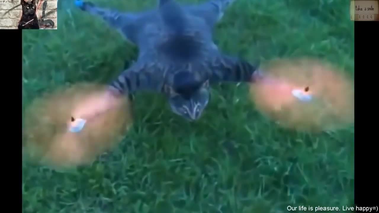 Funny Animals Videos Funny Animals