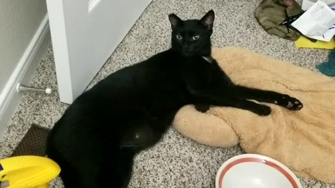 20240722 230041 Tux Post Pizza-Making Exhaustion