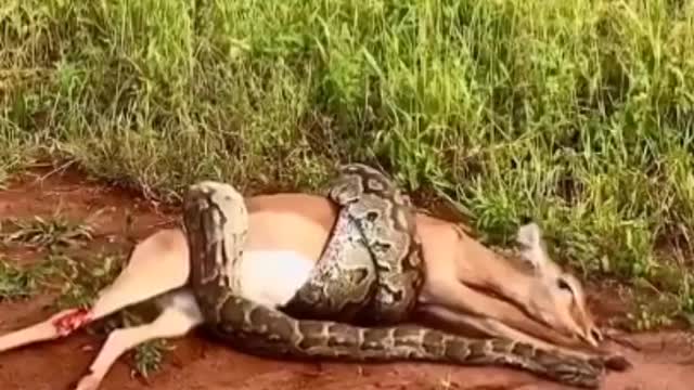 Python broke all the bones of the deer and swallowed it short video