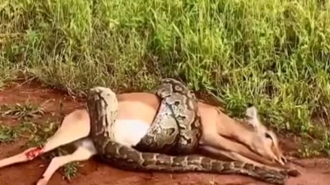 Python broke all the bones of the deer and swallowed it short video