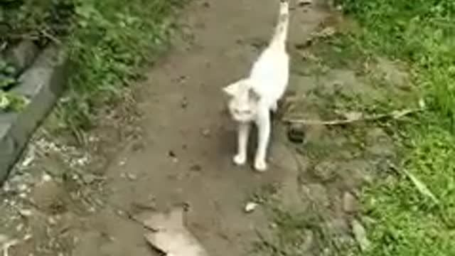 Cat 🐈 / fish 🐟. Funy video