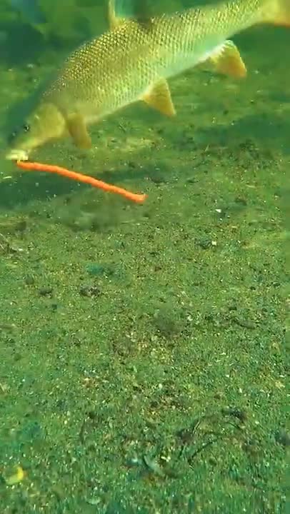 #short Amazing Lures Fishing ( Big Fish ) Videos 🐋 Fishing Tiktok .mp4[.mp4