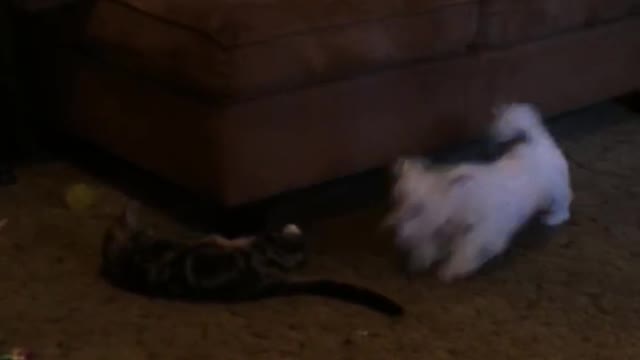 Dog and cat battle