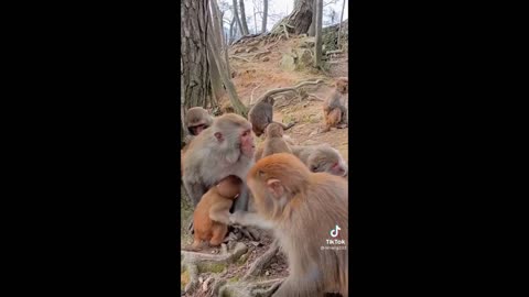 #funny videos clip