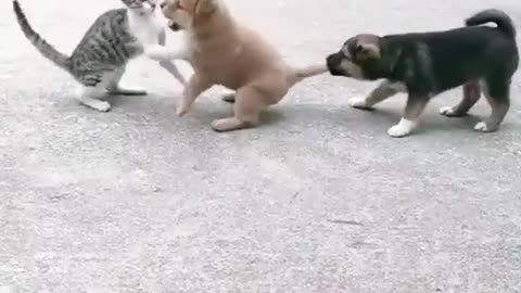 "Puppies Playing with a Kitten: Adorable and Funny Moments"