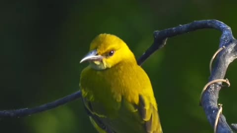 Wildlife's & Fun's