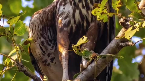 Wildlife & Funs