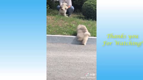 Funniest Animals - Best of 2021