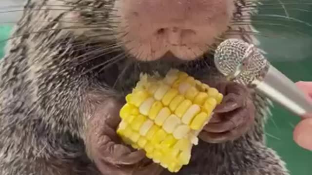 Amplifying Rico munching on some corn.
