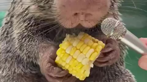 Amplifying Rico munching on some corn.