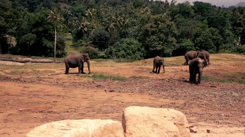 Elephants in Pinnawala orphanage in Sri lanka, super slow motion