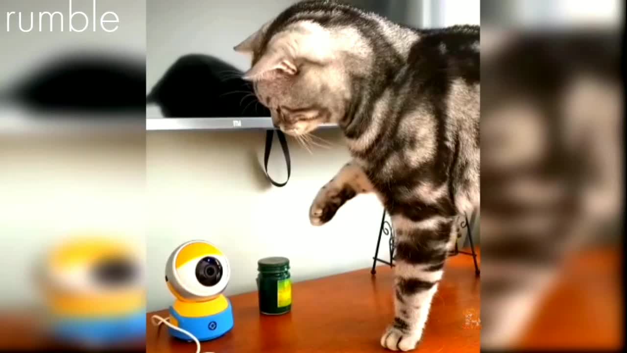 Cat reaction To Toy Funny Reaction 😃🤣 subscribed