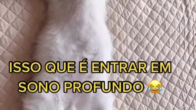 ISSO QUE É ENTRAR EM SONO PROFUNDO #GATOS