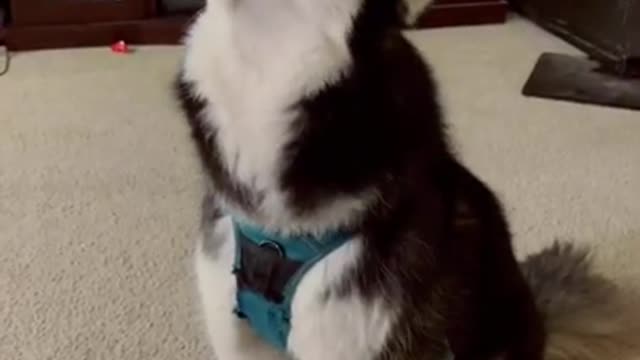 🐶😍🥰Baby Dogs - Cute and Funny Dog 😁😂🤣😅Videos Compilation