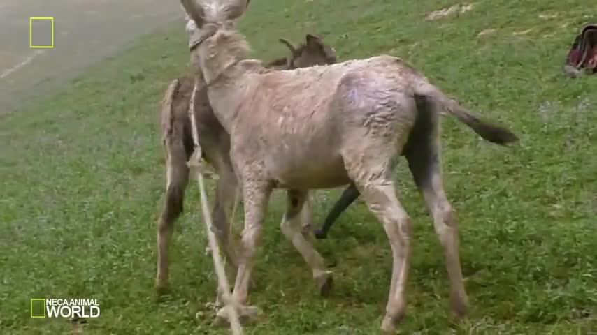FUNNY VIDEO