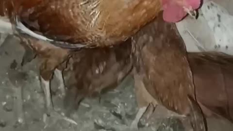 😂_ #shorts #ytshorts #comedy #funny #viral #viralshorts #tiktok #reels