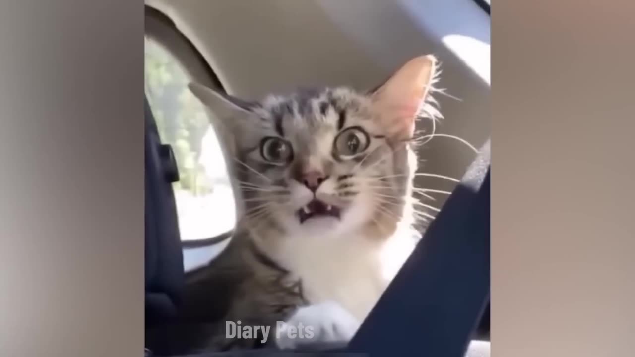 Funny animal video 😂🤣😅😂🤣