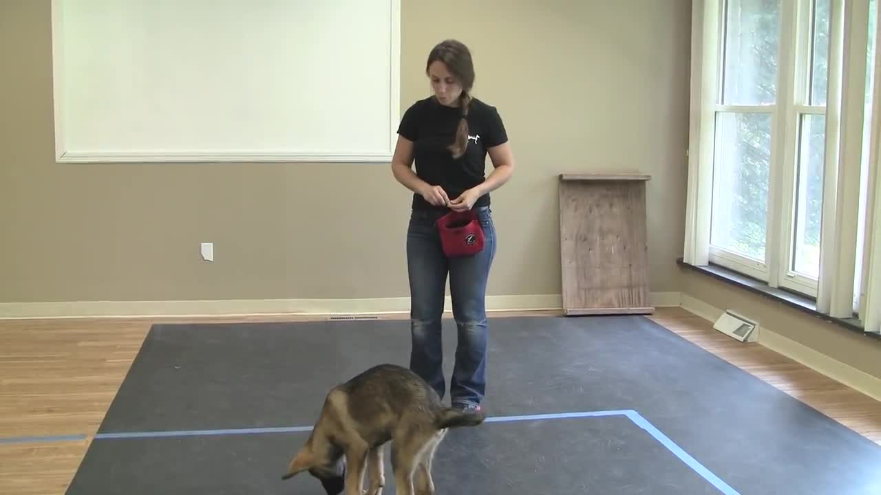 How to Train a Dog to "Sit" (K9-1.com)