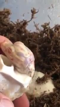 ALBINO ALIGATOR HATCHING!! @SHORTS
