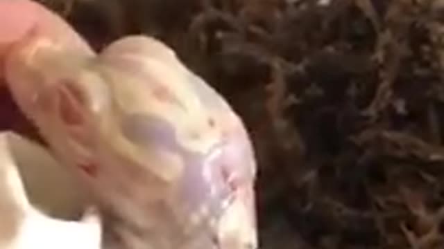 ALBINO ALIGATOR HATCHING!! @SHORTS