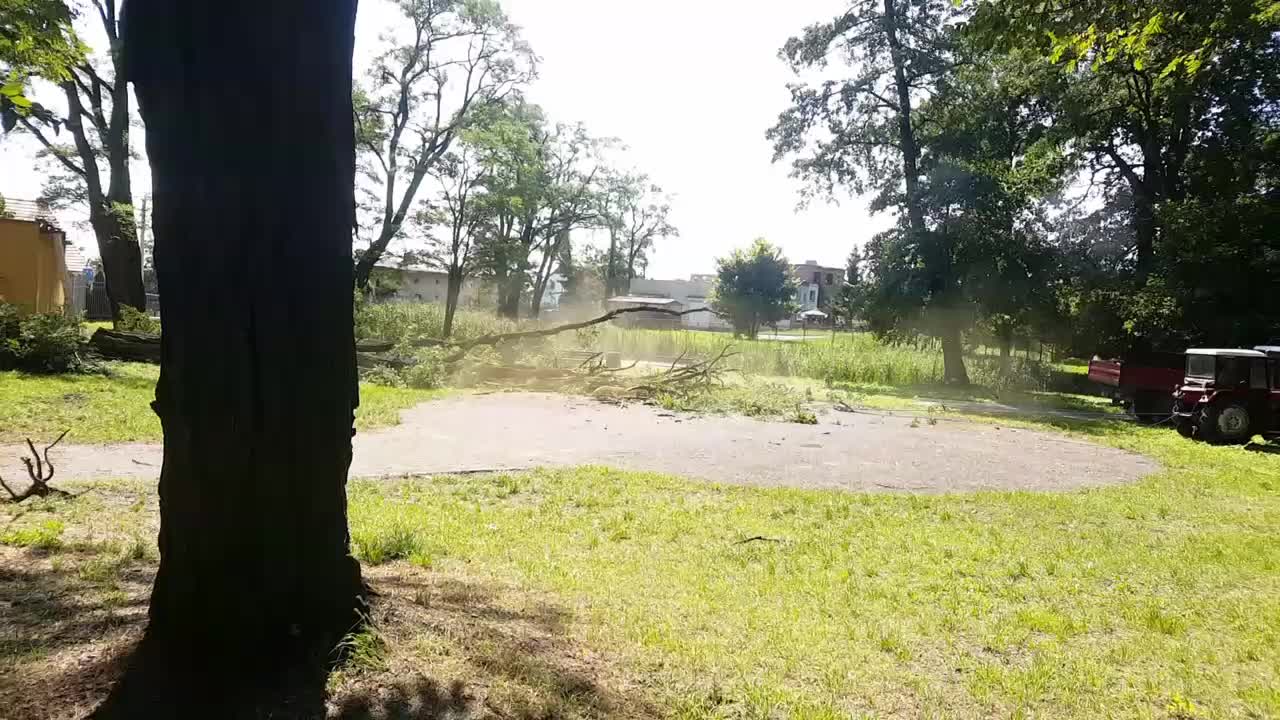 Cutting trees in Poland