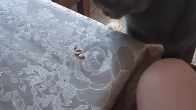 The cat eats seeds at the table. You must see it.