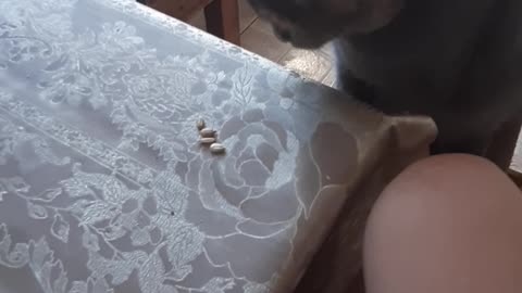 The cat eats seeds at the table. You must see it.