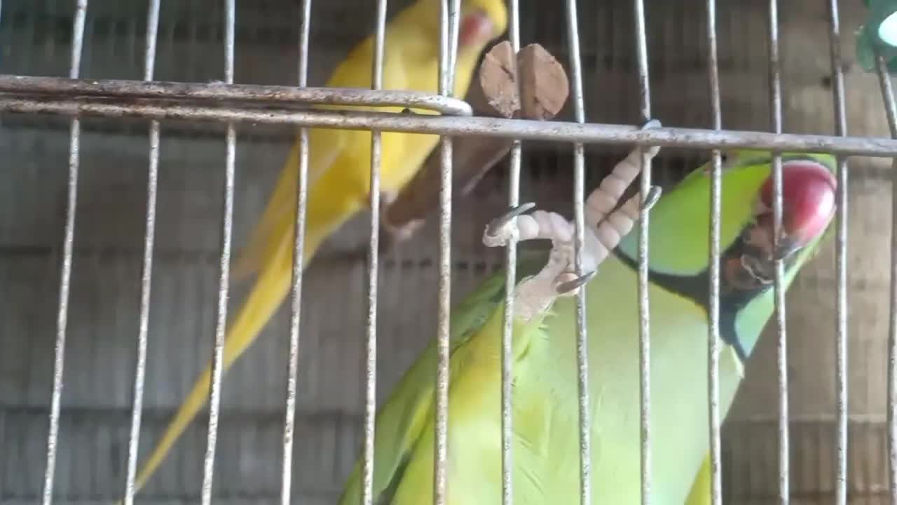 This very talkative Bird loves to repeat the words