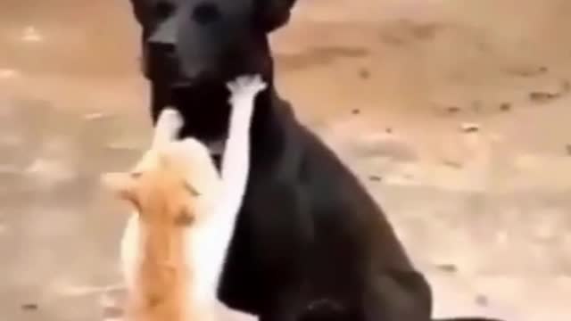 Funny Cat Giving a Neck Massage to a Dog #shorts