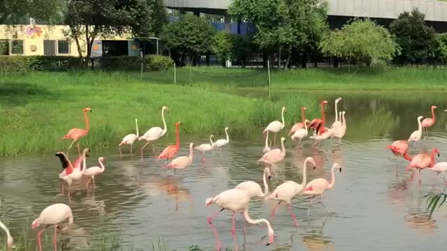 a flock of flamingos