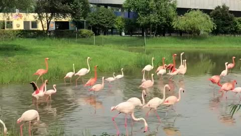 a flock of flamingos