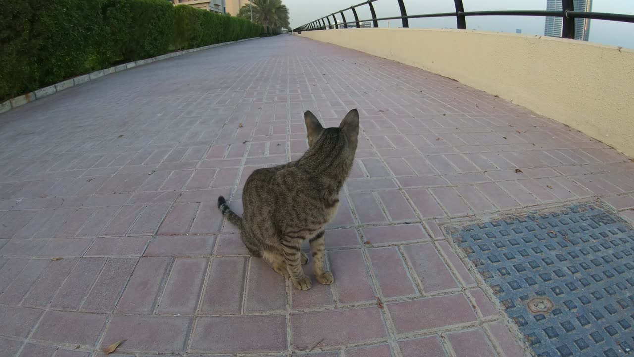 MICHAEL JACKSON & ED SHEERAN - Homeless cats in Ras Al Khaimah, UAE #cat #EdSheeran #MichaelJackson