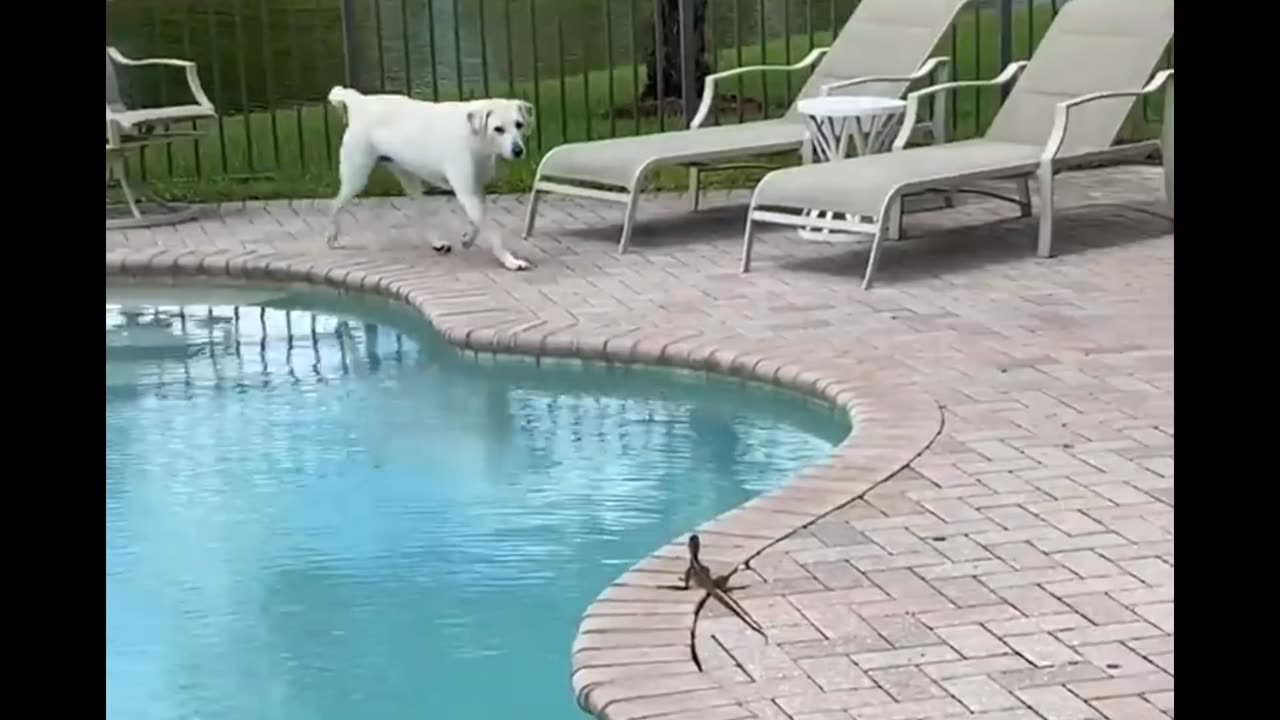 Basilisk Lizard Makes a Watery Escape