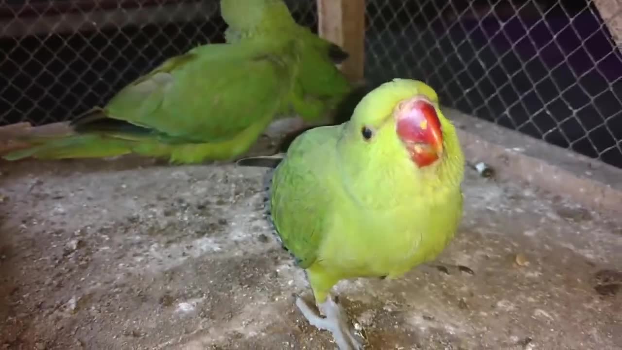 How To Trim Ring Neck Parrot chicks wings some easy tips in Urdu Hindi_p2