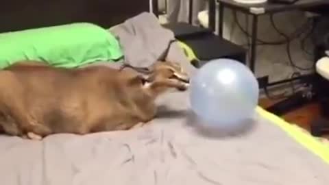 animals evaporates the moment it touches the balloon