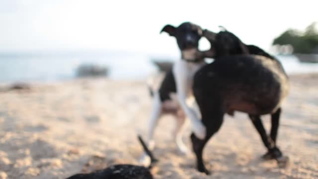 Dogs wrestling on the beach