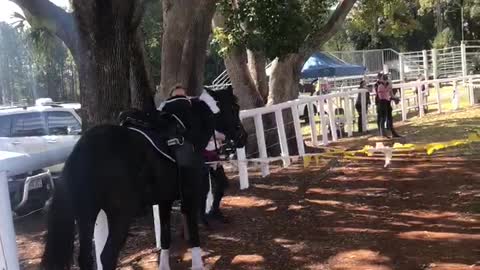 Show Jump Save After Being Knocked out of the Saddle