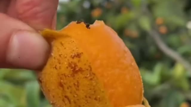 😍🍇🥭Farm Fresh Ninja Fruit Cutting (Desi Satisfying Fruit Ninja) 🍇🥭Fruit Ideas | Amazing Fruits 😍🍇