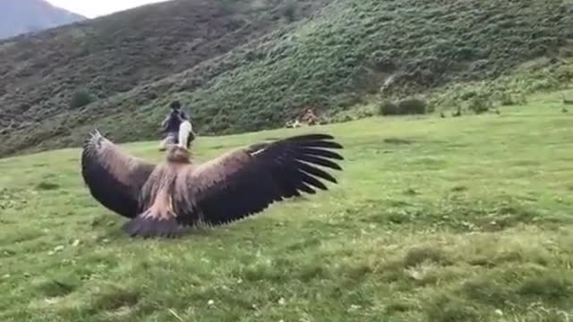 bird thanking you for taking