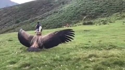 bird thanking you for taking