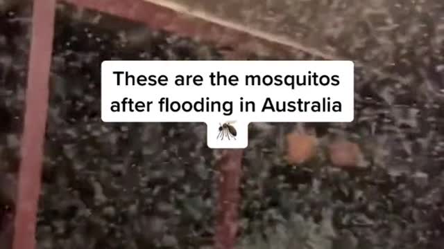 These are the mosquitos after flooding in Australia