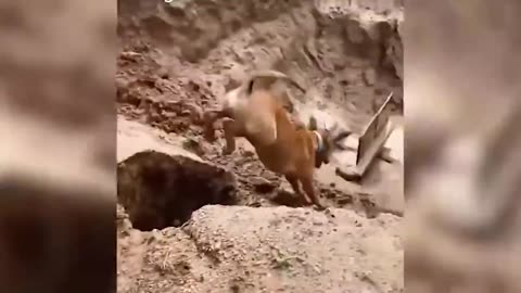 funny cat and dog incident🤣😂, CUTEST ANIMALS 2024😍🤩🥰