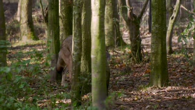 Wolf in the Jungle