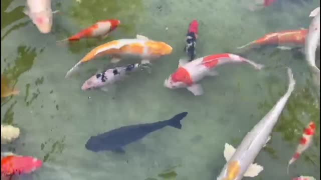 funny fish 2