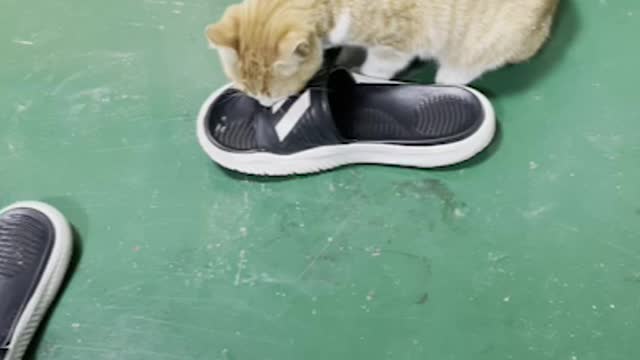 Slippers and a playful cat.