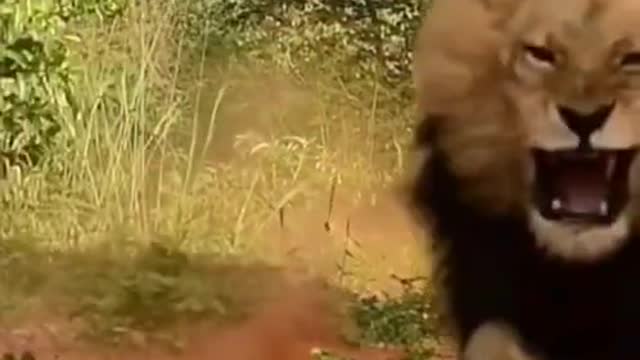 Lion attacks....new trending Anima video Angry lion