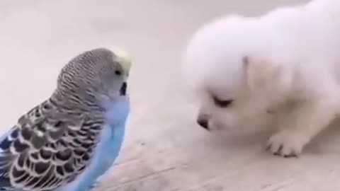 Cute puppy with parrot enjoying