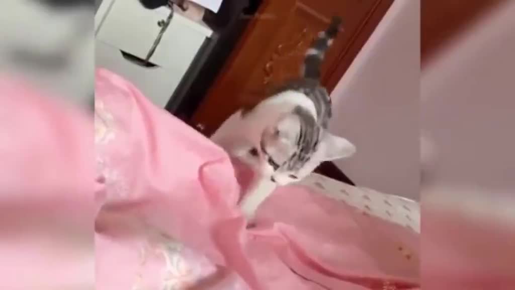 Watching funny cats 1